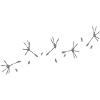 pappus of Danelion 4