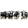 cows