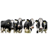 Cows!