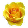Rose yellow