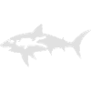 shark diver