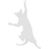 Le chat est suspendu