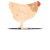 Animals chicken