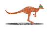 Animaux kangourou
