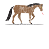 Cheval des animaux