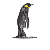Animals penguin