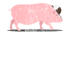 Animals pig