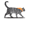 Chat animaux