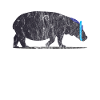 Animaux Rhinocéros