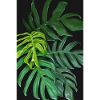 Palm feuilles sombres - POSTER