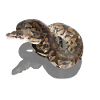 Poly snake