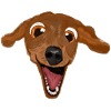 funny dog