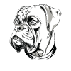 Chiens - boxeurs