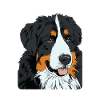 Chiens - Bouvier Bernois
