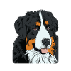 Chiens - Bouvier Bernois