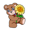 Teddy Bear Flower Sunflower