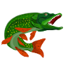 Pike, pike