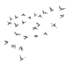 Hand-Drawn Birds