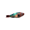 parrotfish