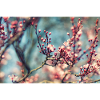 fleurs de printemps