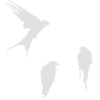 swallows