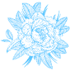 Peony flower