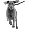 Jumping dog Weimaraner