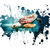 Petcontest turtle