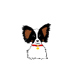 Papillon dog