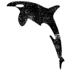 Orca