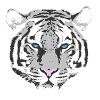 White Tiger