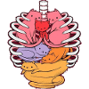 The human body inside