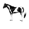American Paint Horse