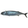 fish mackerel