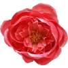 Red rose