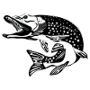 Brochet
