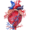 Herz Anatomie
