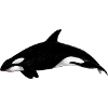 Orca