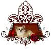 Cute little chihuahua