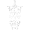 Skeletal ribcage bone anatomy