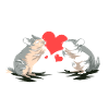 Chinchilla