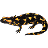 fire Salamander