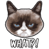 Grumpy Cat What?