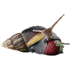 escargot géant achatina fulica