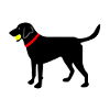 Labrador