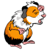 Guinea pig guinea pig comic