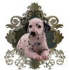 Cute Dalmatian