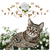 Chemise de chat, chat