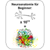 Neuroanatomie für Beginner