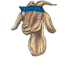 Crazy goat man